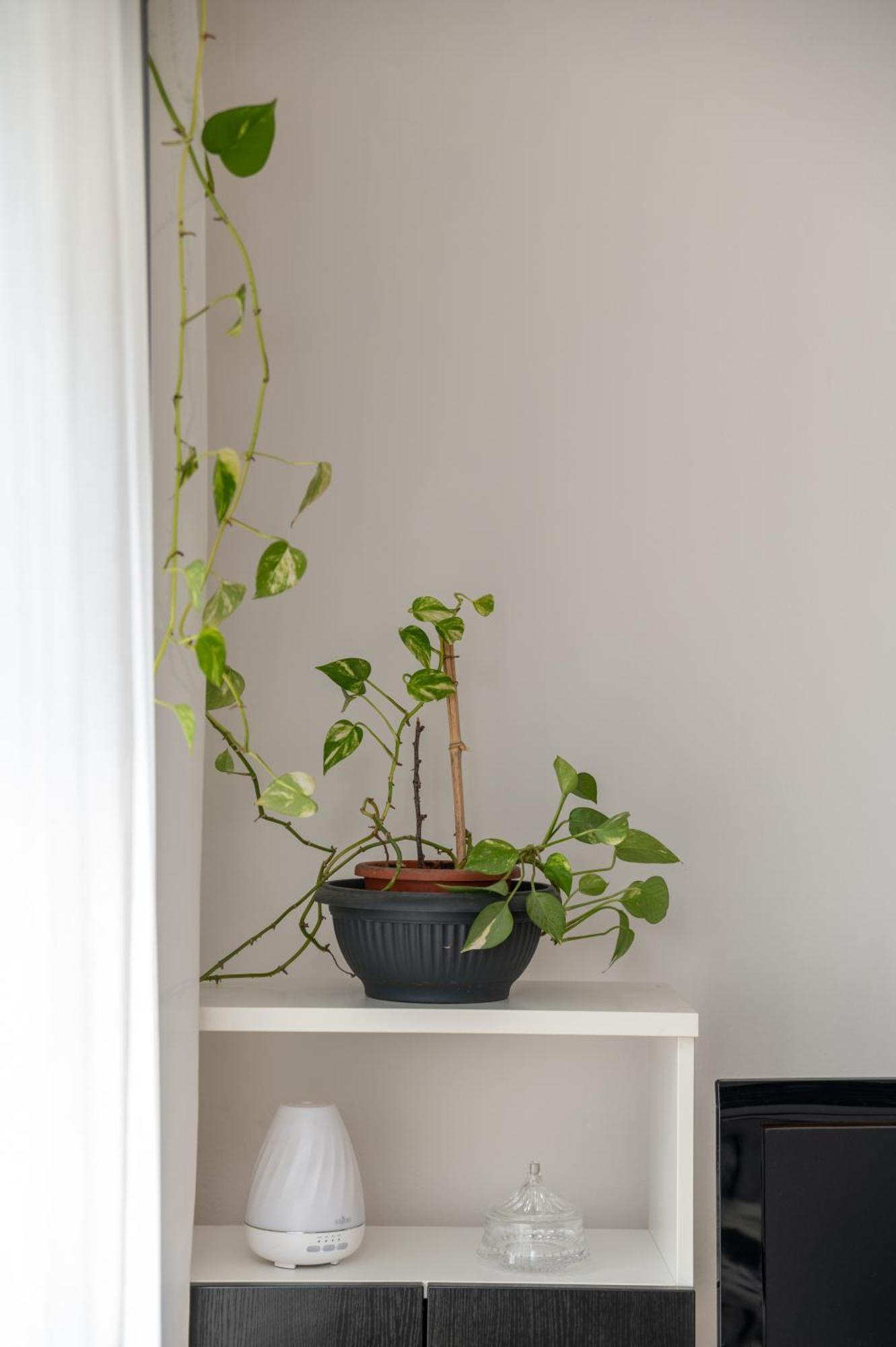 Apartman Milijana 파자나 외부 사진